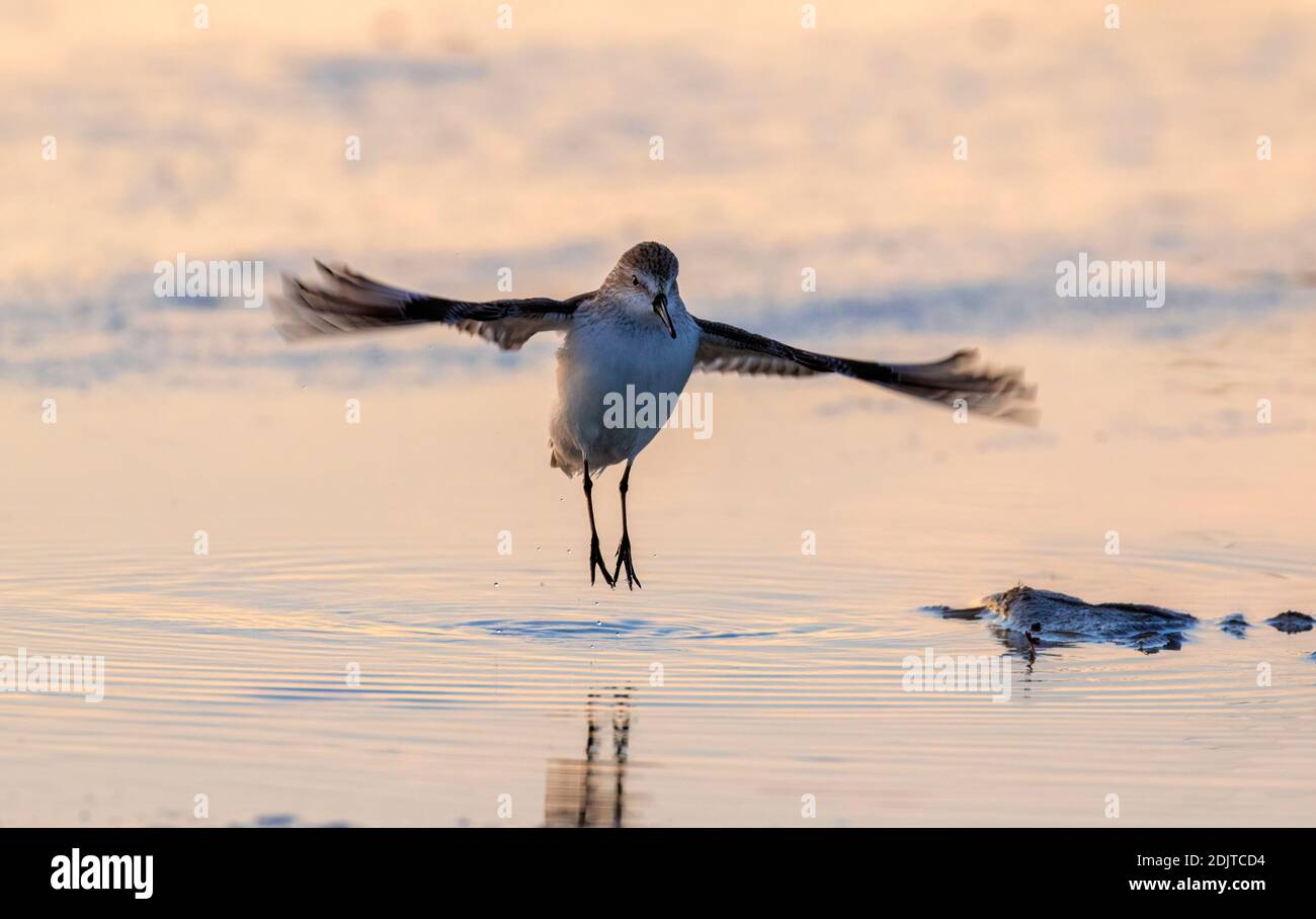 Westlicher Sandpiper (Calidris mauri) beim Aufwärmen am Morgen, Stretching und Springen nahe der Ozeanküste, Galveston, Texas, USA Stockfoto