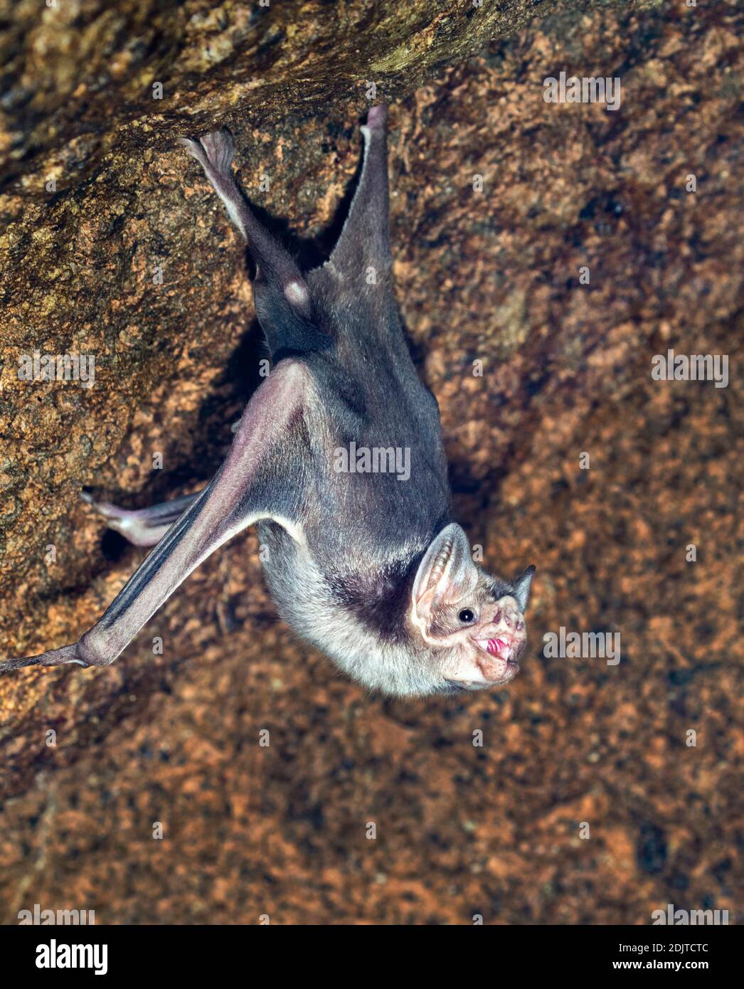 Gemeine Vampirfledermaus (Desmodus rotundus), die in einer Höhle hängt. Stockfoto