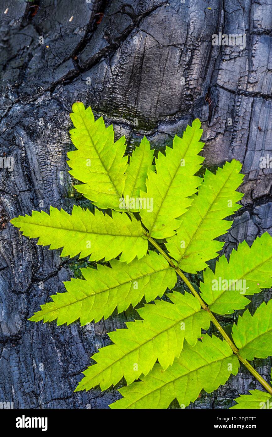 Frisches Blatt auf verkohltem Holz, Wald nach einem Brand, Emsland, Lingen, Deutschland, Stockfoto