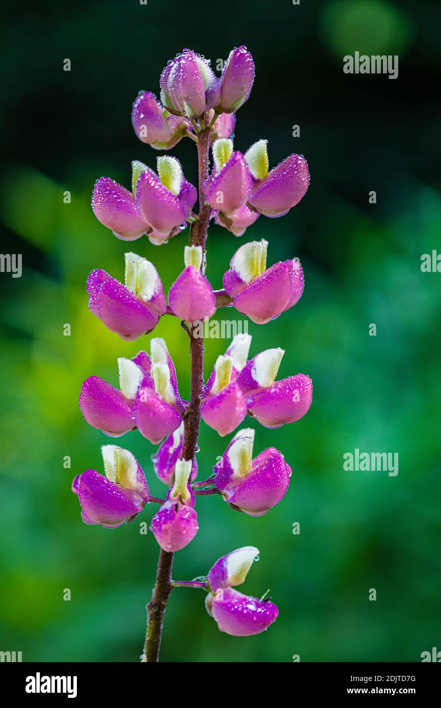 Lupine, Blumen, Detail Stockfoto