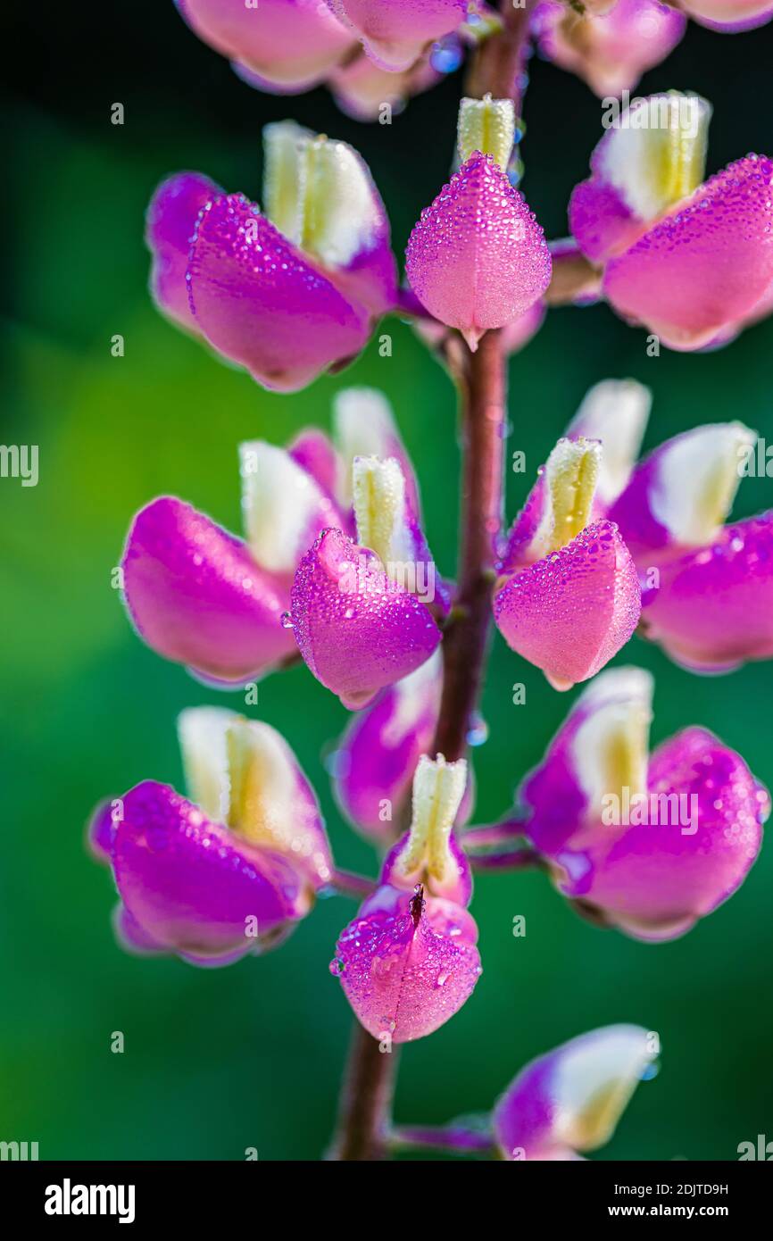 Lupine, Blumen, Detail Stockfoto