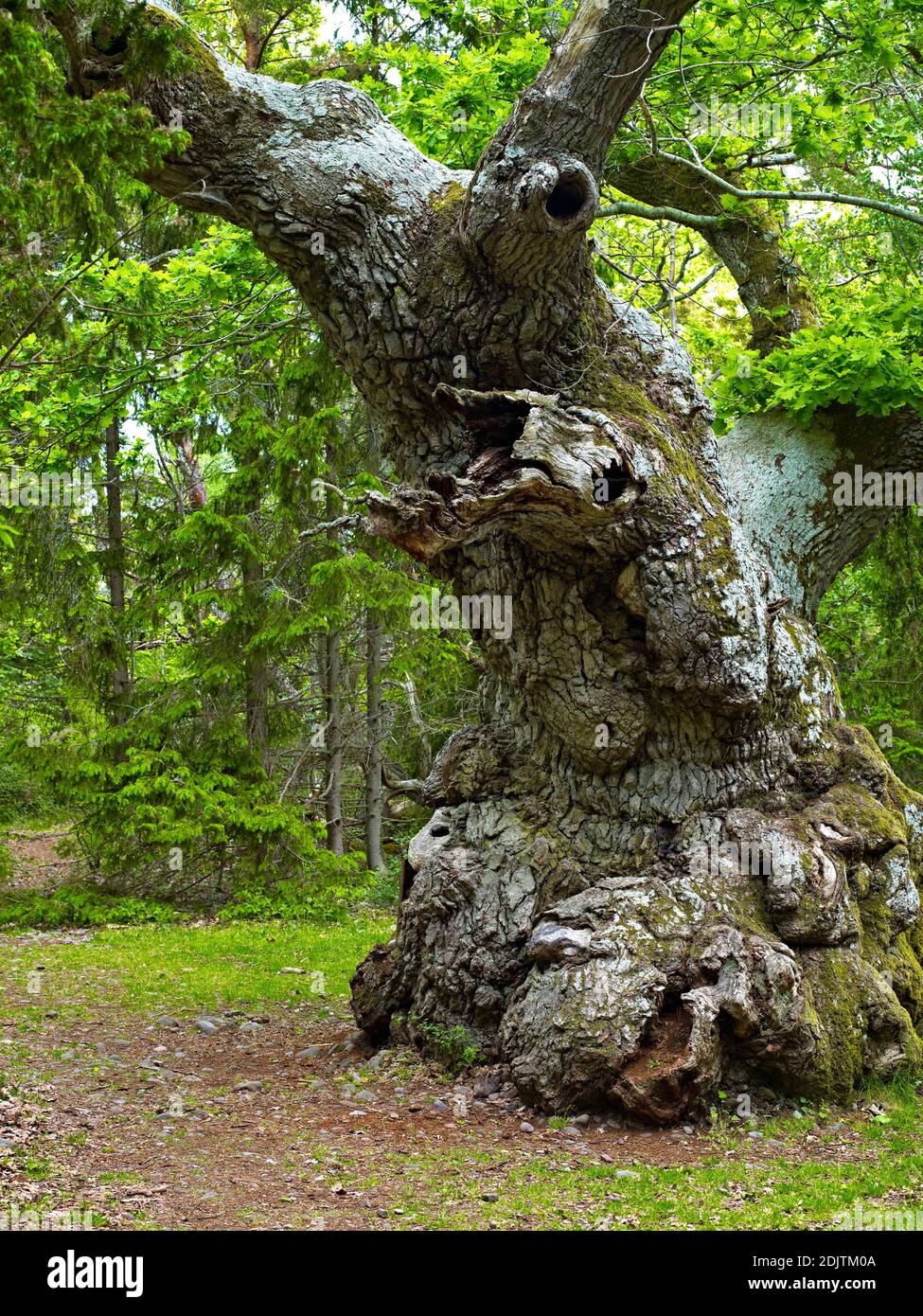 Europa, Schweden, Smaland, Insel Öland, bizarre Baumformen im Trollwald bei Byxelkrok, Nordinsel, Trolleiche, 1000 Jahre alte Eiche Stockfoto