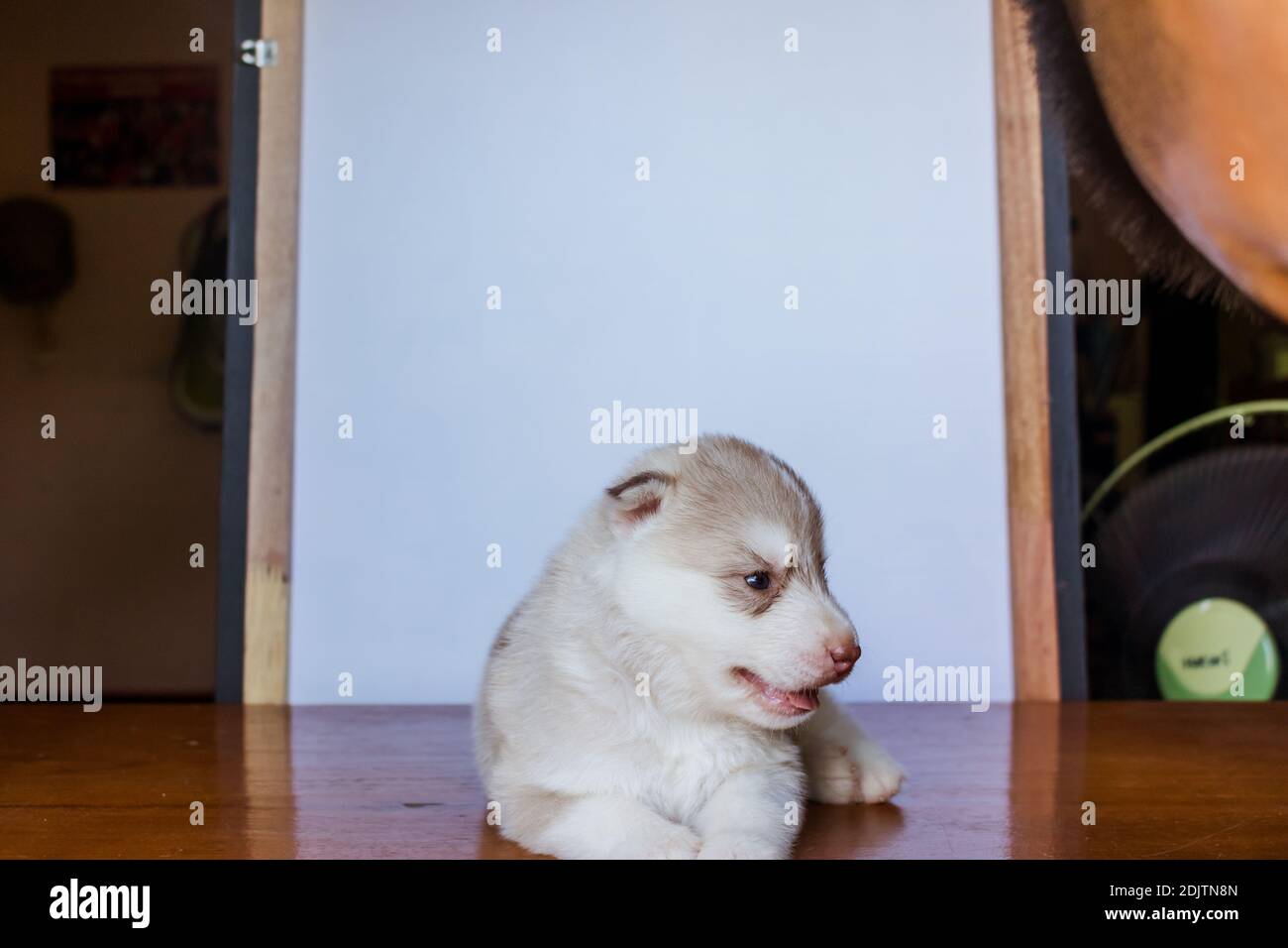Neugeborener Heiserer Welpe Stockfotos Und Bilder Kaufen Alamy