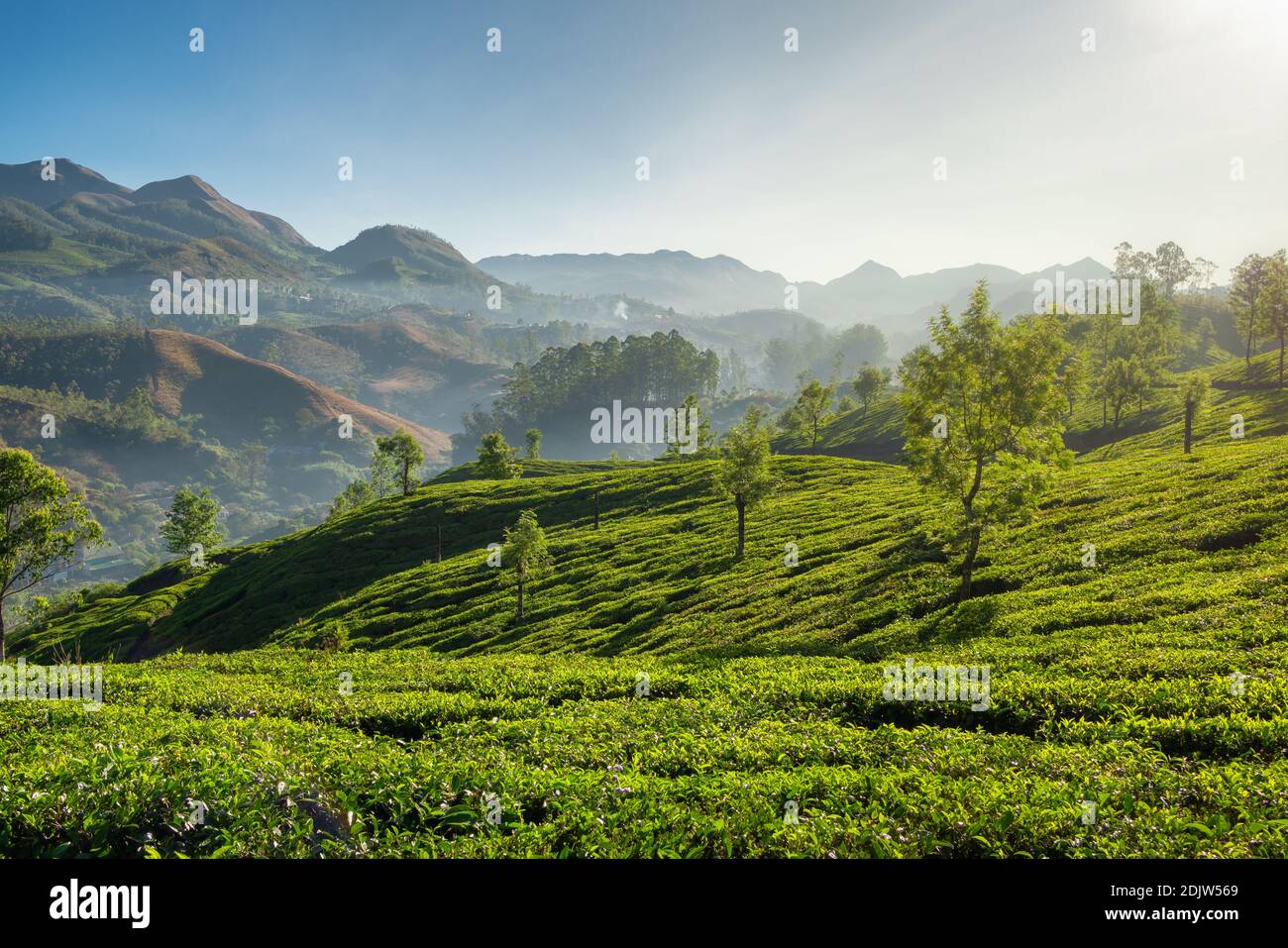 Schöne Landschaft mit frischen grünen Teeplantagen in Munnar, Kerala, Indien Stockfoto