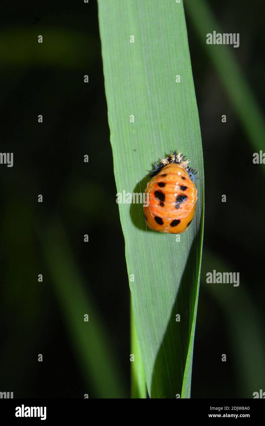 Käfer larve -Fotos und -Bildmaterial in hoher Auflösung – Alamy