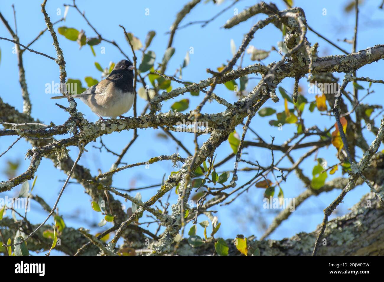 Dunkeläugige junco (oregon) in den Zweigen eines thront Eiche Stockfoto