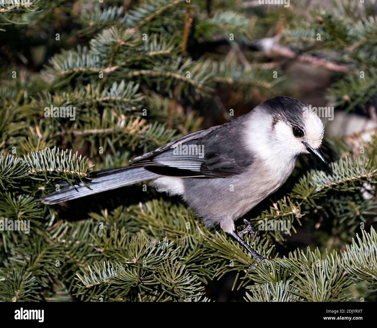 Grey Jay Nahaufnahme Profil Ansicht auf einem Baum Tannenzweig in seiner Umgebung und Lebensraum thront, zeigt graue Feder Gefieder und Vogelschwanz. Bild. Abb. Stockfoto