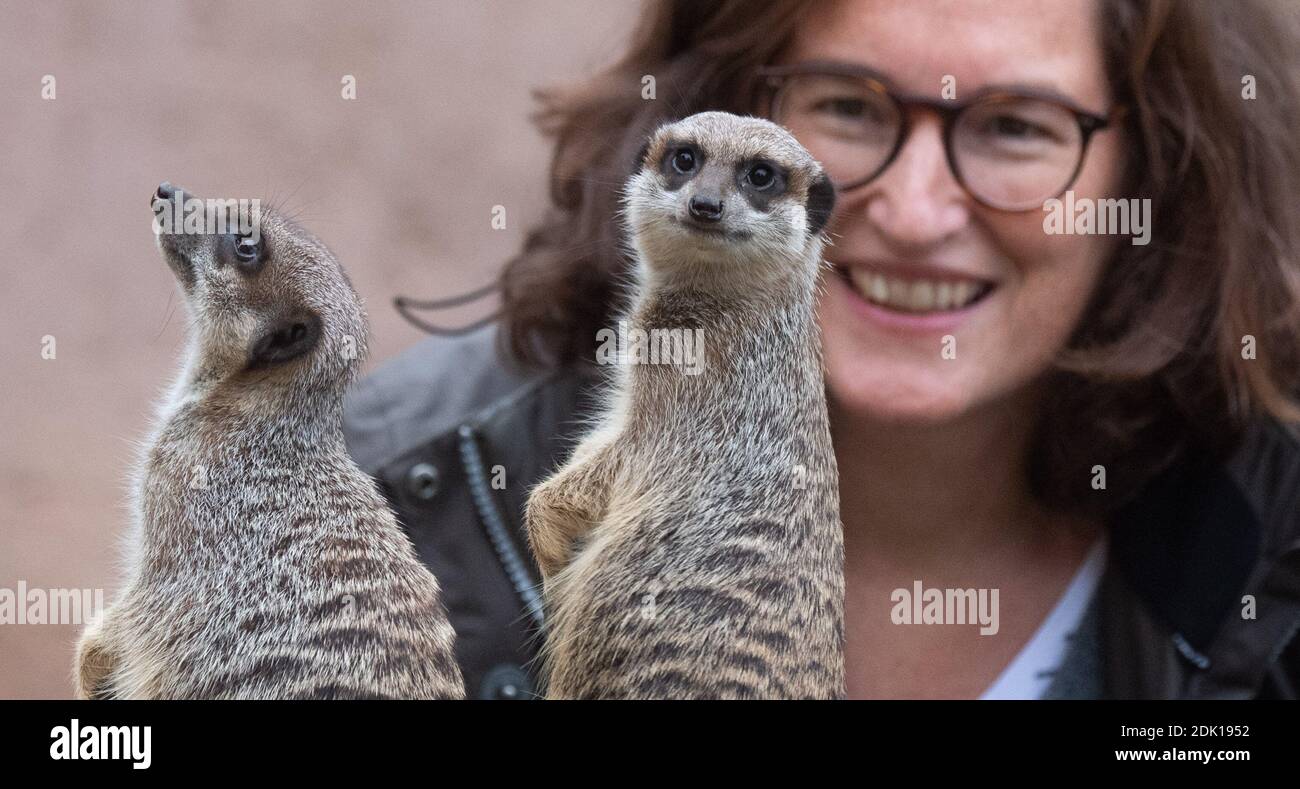 Hanover, Germany. 10th Dec, 2020. Julia Zwehl squats behind meerkats at the Hannover Zoo. Hannover Zoo has created new donation sponsorships, also to keep in touch with visitors. But do animal sponsorships help the zoos through the Corona crisis? Credit: Julian Stratenschulte/dpa/Alamy Live News Stockfoto