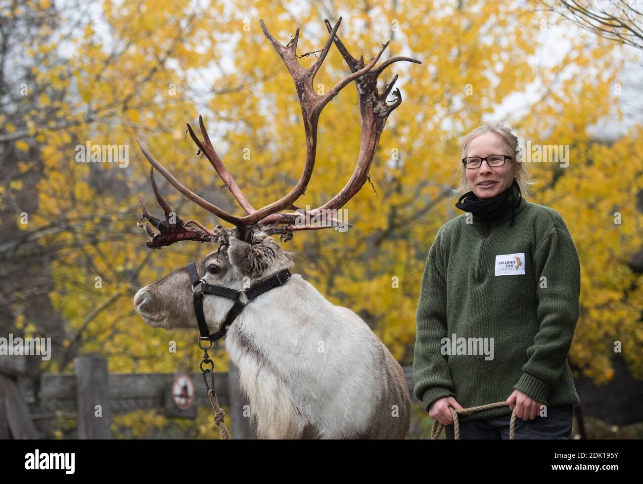 Hannover, Deutschland. Dezember 2020. Tierhalterin Jasmin Batzdorfer steht mit dem Rentier Ari im Zoo Hannover. Der Zoo Hannover hat neue Spendenpatenschaften geschaffen, um auch den Kontakt mit den Besuchern zu pflegen. Aber helfen Tierpatenschaften den Zoos durch die Corona-Krise? Kredit: Julian Stratenschulte/dpa/Alamy Live Nachrichten Stockfoto