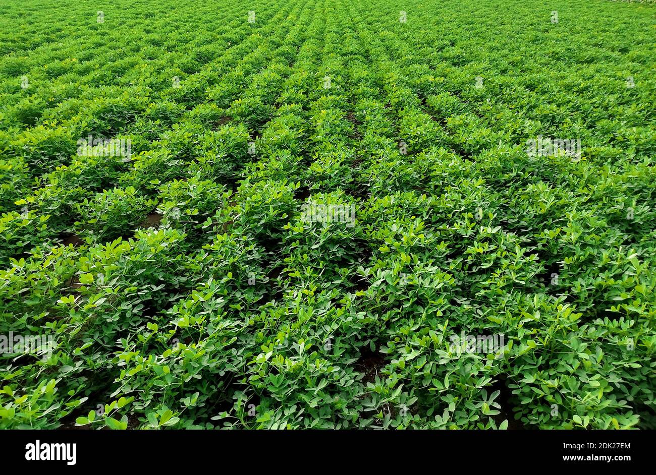 Erdnussfarm, Erdnussfeld, Erdnussbaum, Erdnussplantage Felder, Farm Land in Indien Hintergrund Stockfoto