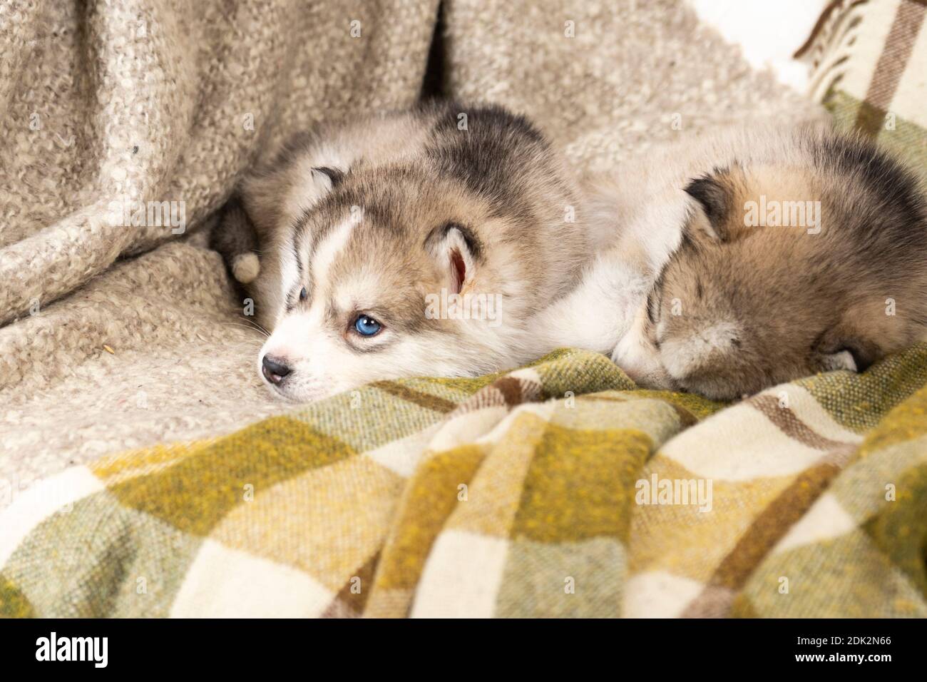 Sehr kleine Husky Welpen. Mit schwarzer Nase und blauen Augen. Sie sitzen auf einer hellgrünen Strukturdecke. Auf dem großen Stuhl. Copyspace Stockfoto