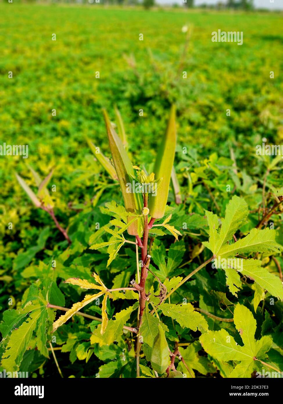 Junge grüne Okra auf Baum im Gemüsegarten, Okra Pflanze wächst im Garten, Lady Finger Landwirtschaft, Bhindi. Stockfoto