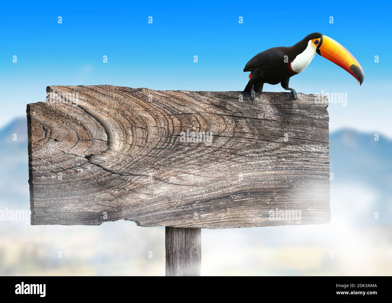 Blanke hölzerne Tafel mit einem Tukan-Vogel in einer tropischen Savanne. Stockfoto