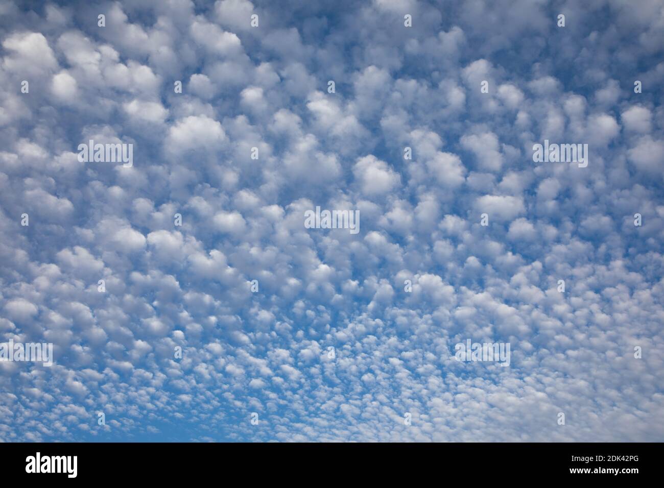 Winzige Puffs weißer Wolken breiten sich über den weiten blauen Himmel aus Stockfoto
