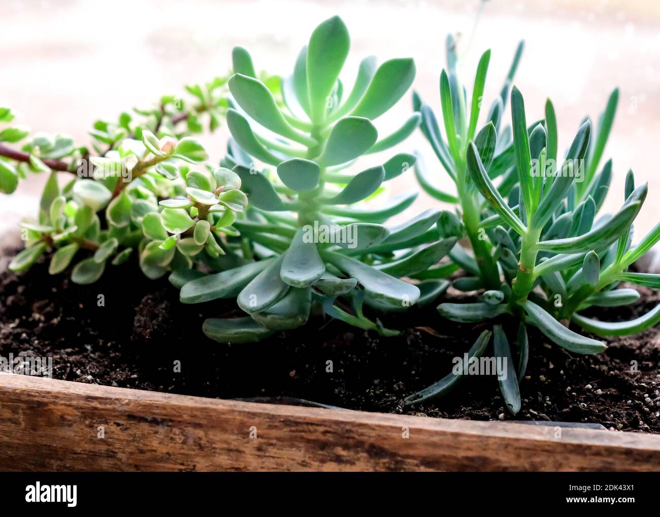 Verschiedene grüne Kakteen ohne Nadeln in einem Holztopf. Zimmerpflanzen, in der Nähe. Stockfoto