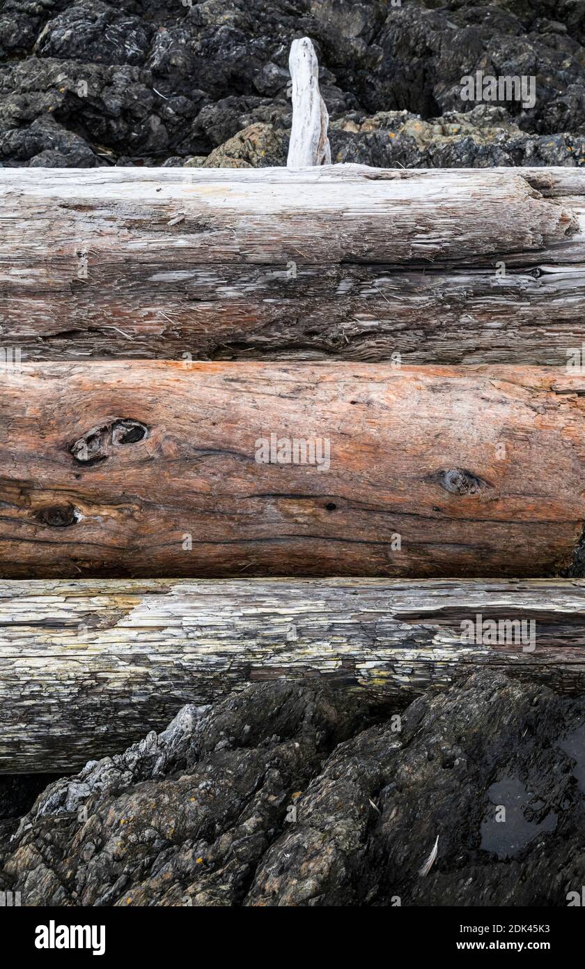 Driftwood-Baumstämme stapelten sich an der felsigen Küste - American Camp National Historical Park, San Juan Island, Washington, USA. Stockfoto