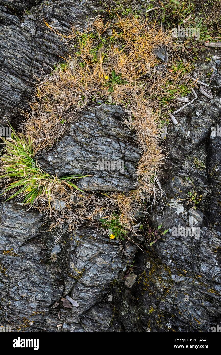 Gras wächst aus Rissen in Felsen entlang der Küste im American Camp National Historical Park auf San Juan Island, Washington, USA. Stockfoto