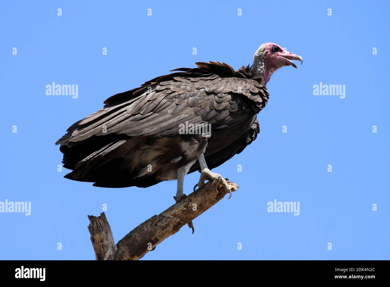 Hooded Vulture (Necrosyrtes monachus) in Äthiopien Stockfoto