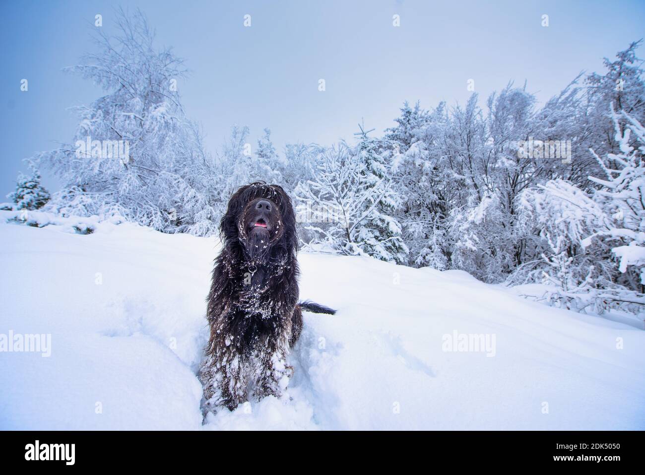 Bergamasco Schäferhund in der Mitte einer Menge Schnee in den Bergen Stockfoto