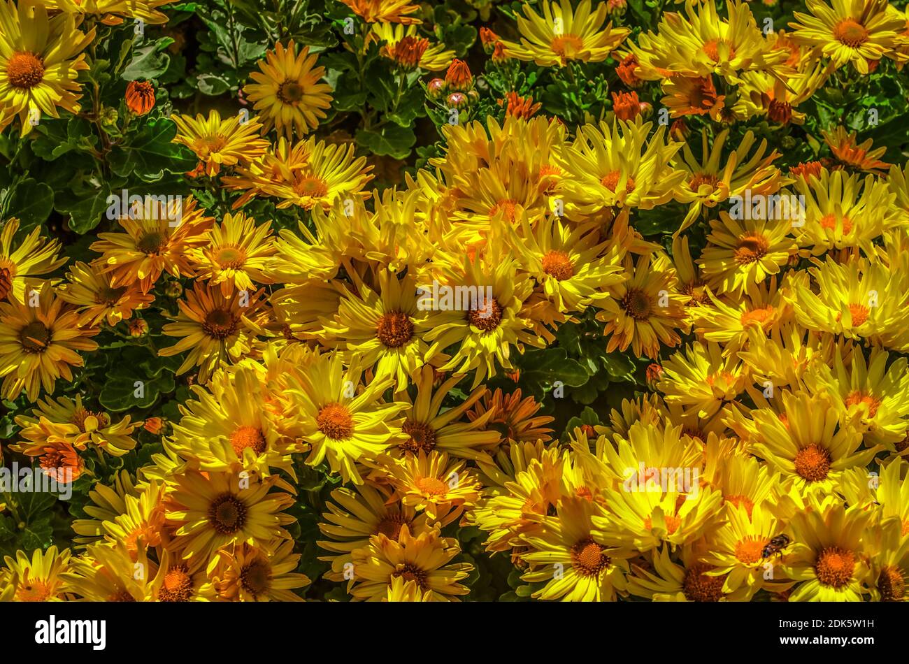 Hintergrund der Herbstblumen von hellen gelben Astern mit einem Orange Mitte scheint in den Gärten unter der warmen Sonne Stockfoto