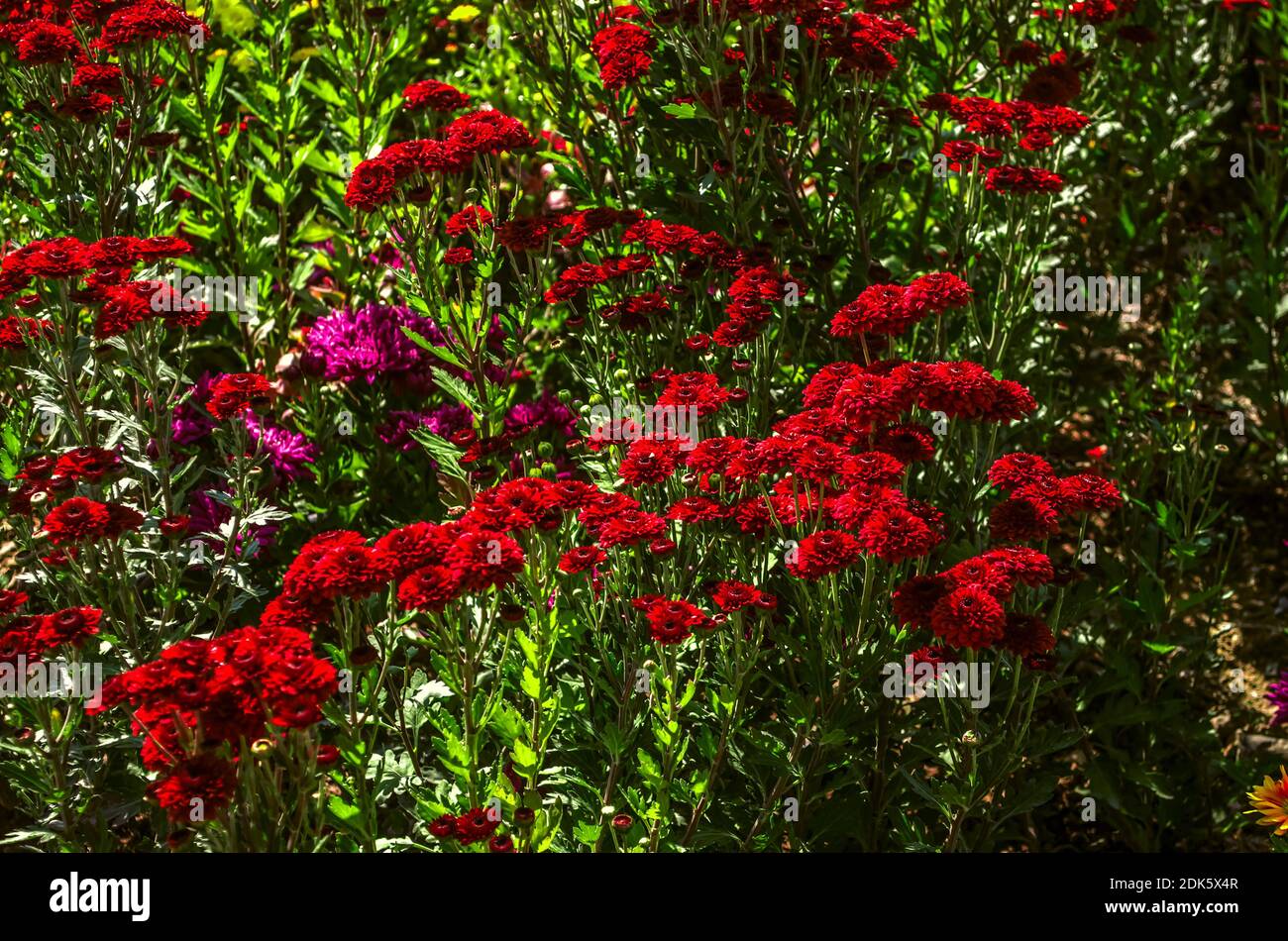 Hintergrund von zarten kleinen hellen roten Blumen Astern mit Burgund In der Mitte auf langen Stielen dehnen sich bis zum warmen Herbstsonne Stockfoto