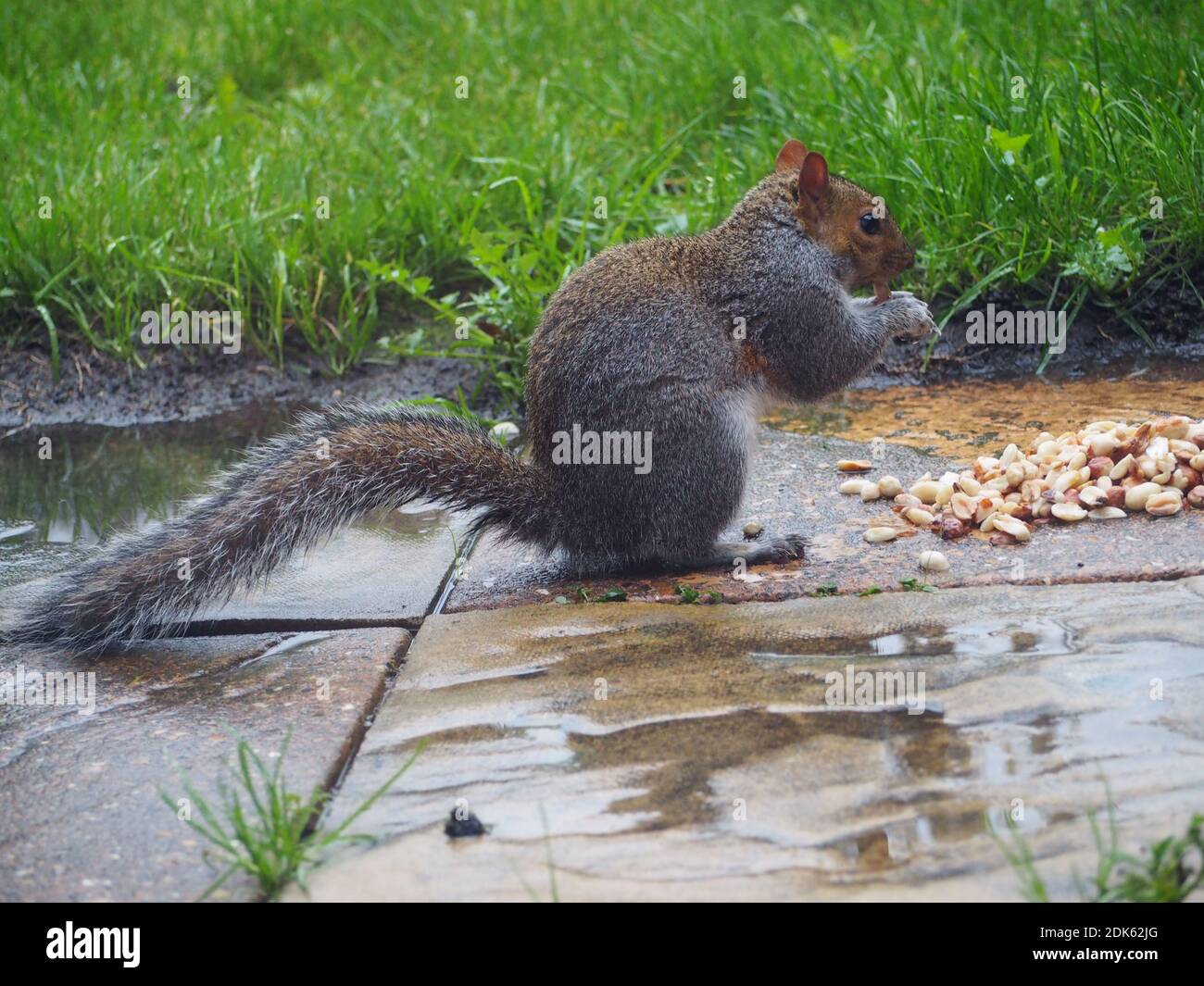 Eichhörnchen essen Muttern Stockfoto