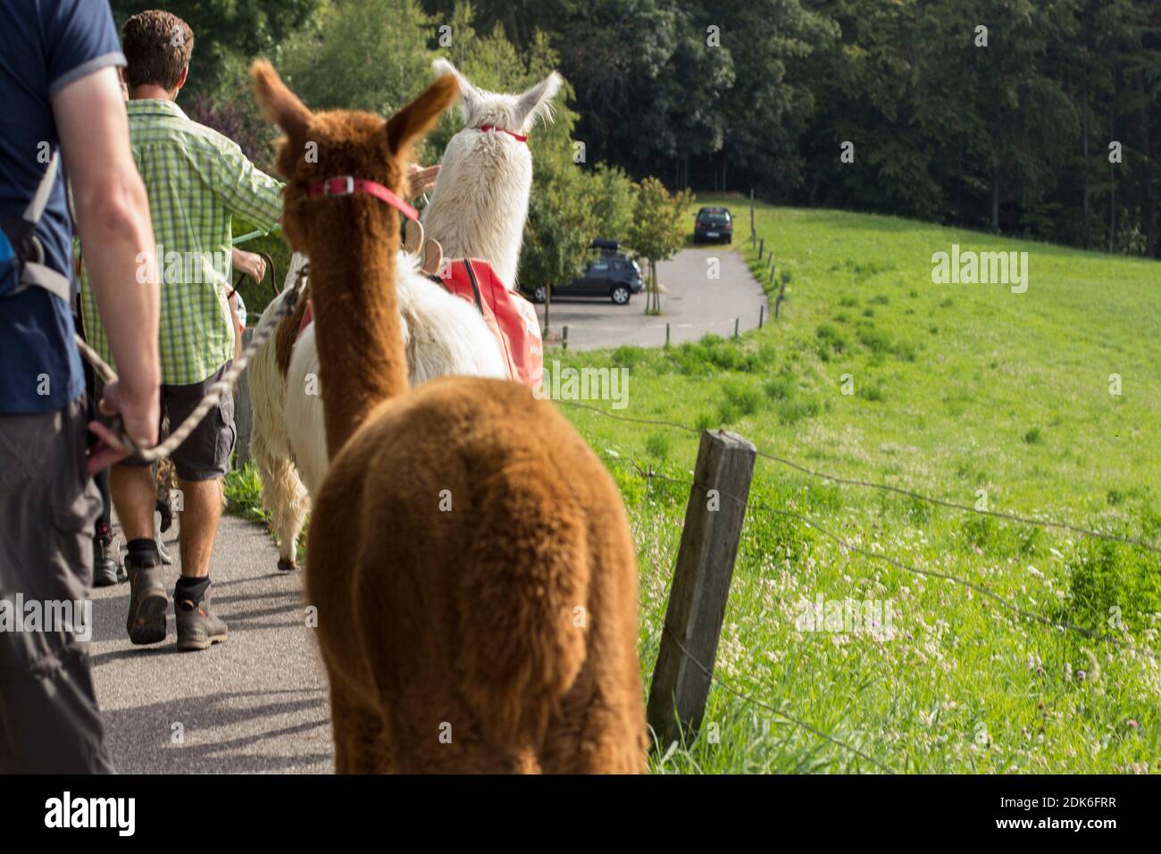 Lamas und Alpakas in Südtirol Stockfoto