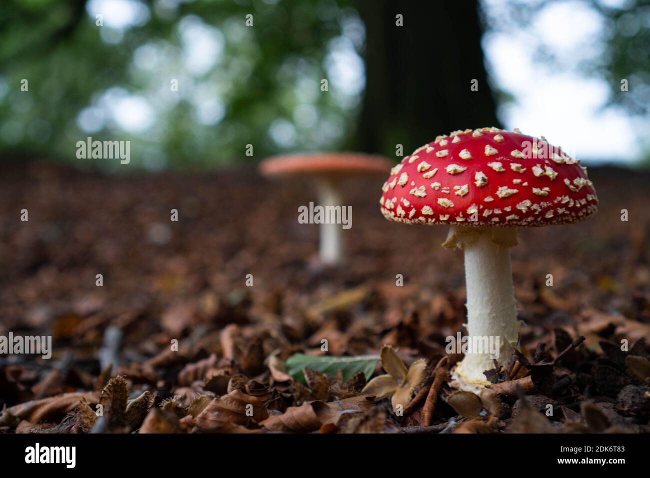 Roter Pilz Mit Weißen Punkten Im Wald Stockfoto