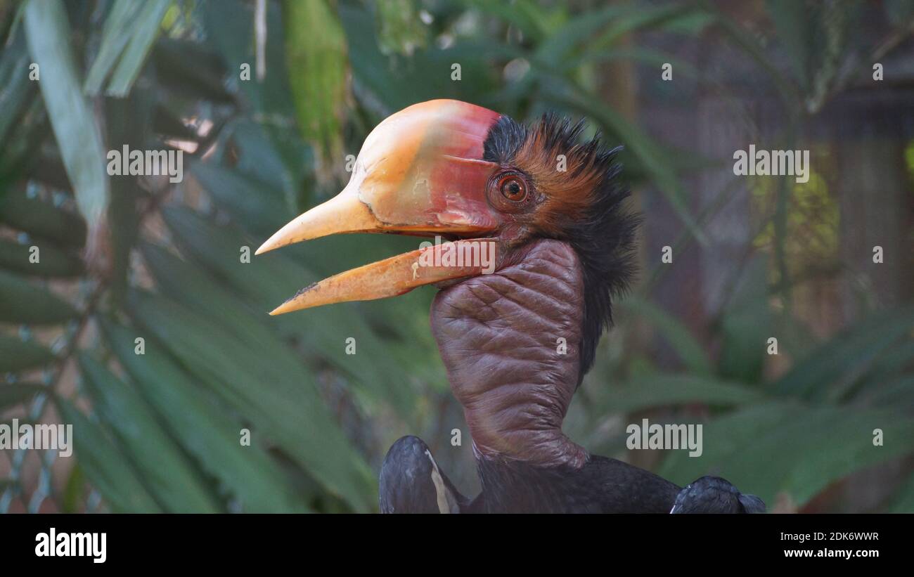 Nahaufnahme EINES helmeted Horbill Bird Stockfoto