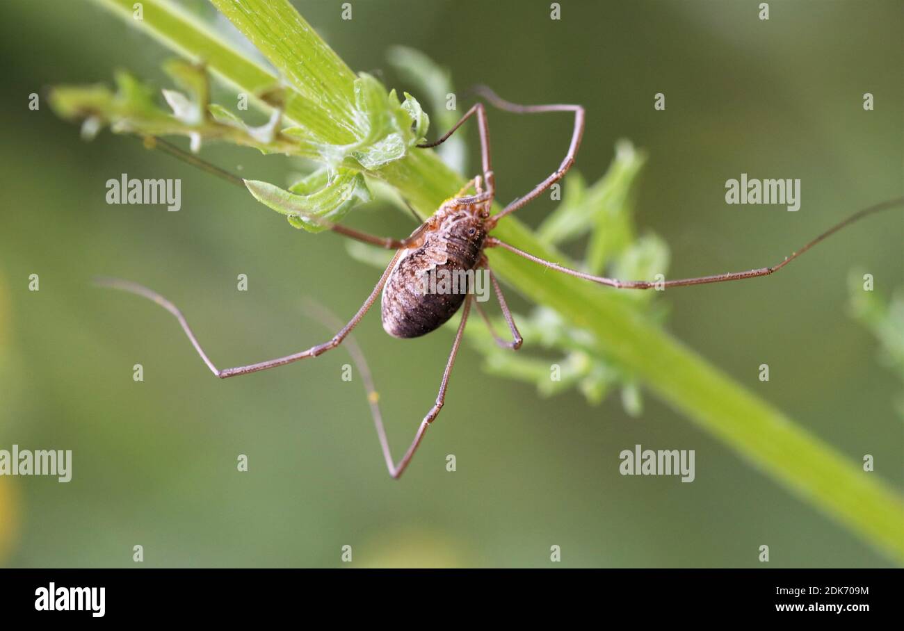 Pals angium opilio (weiblich) Stockfoto