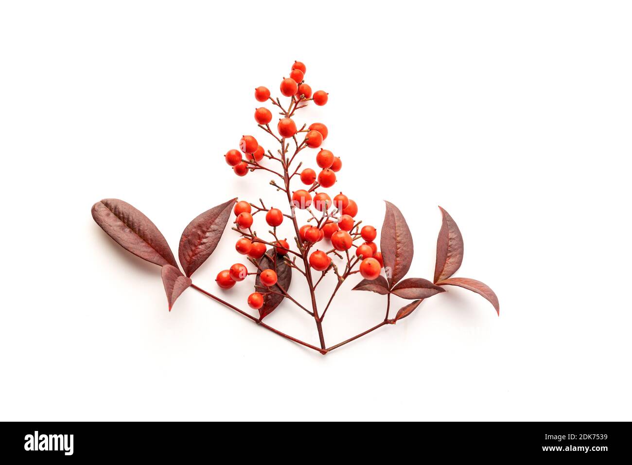 Nandina domestica isoliert auf weißem Hintergrund. Himmlischer Bambus mit schönen roten Beeren und Blättern. Draufsicht Stockfoto