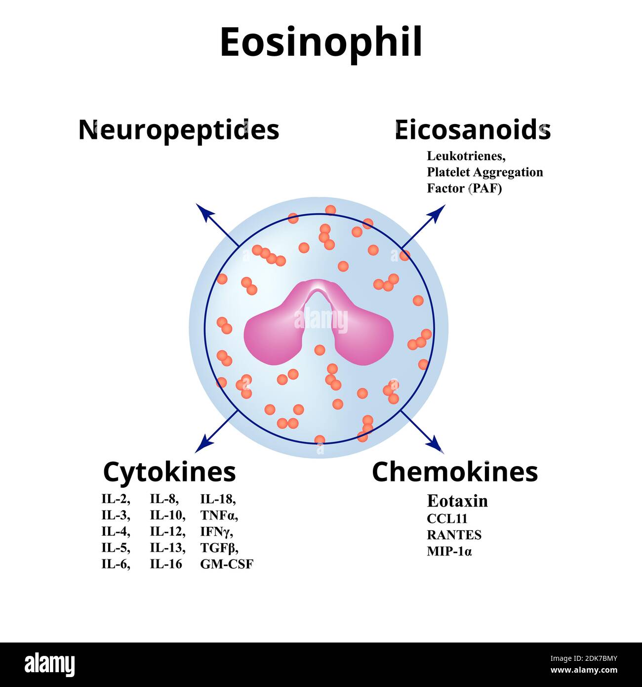 Eosinophil. Immunblutzelle. Chemokine. Vektorgrafik auf isoliertem Hintergrund Stock Vektor
