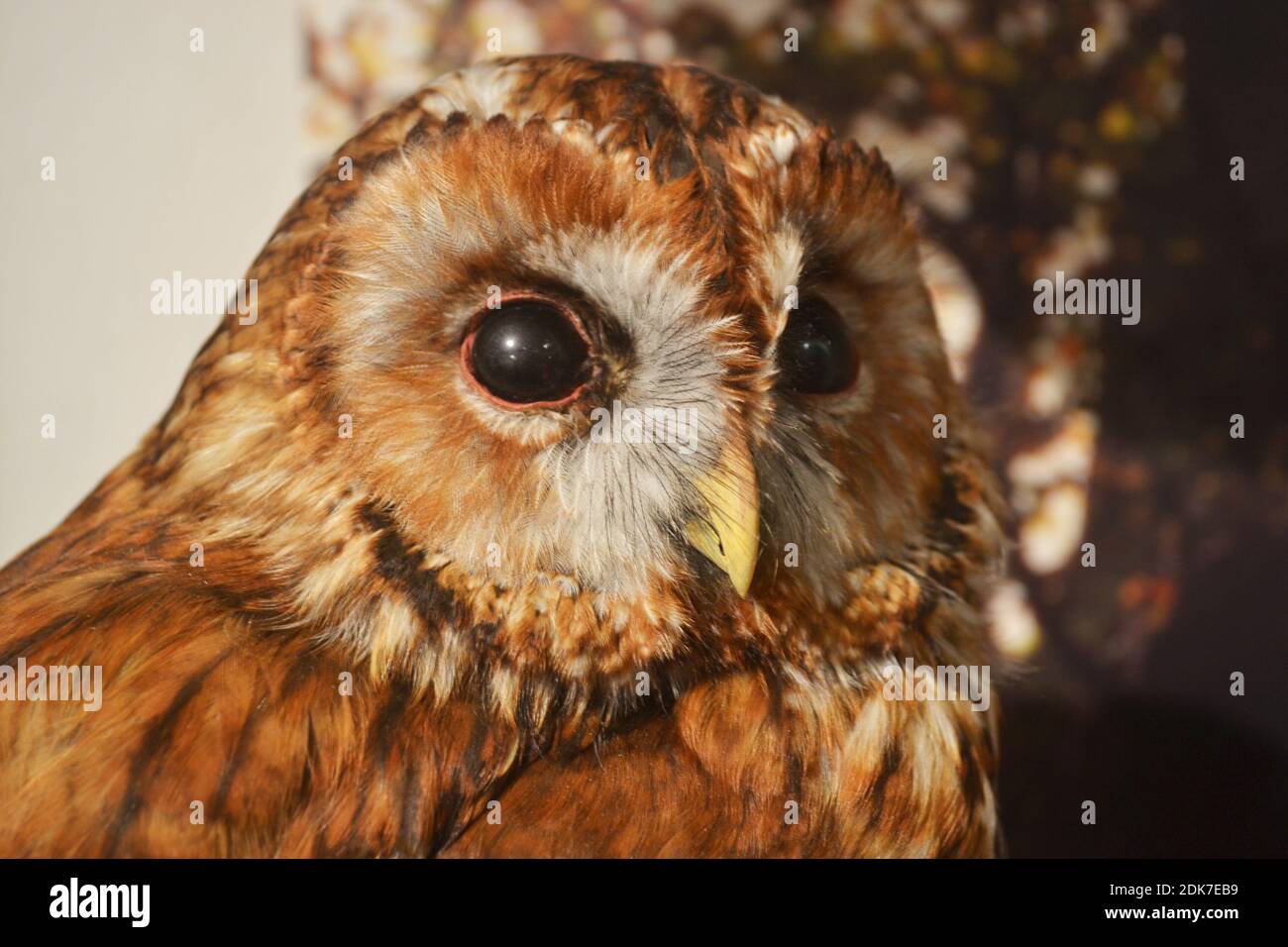 Die Tierkauz im Naturhistorischen Teil des Bucks County Museum, Aylesbury, Buckinghamshire, Großbritannien Stockfoto