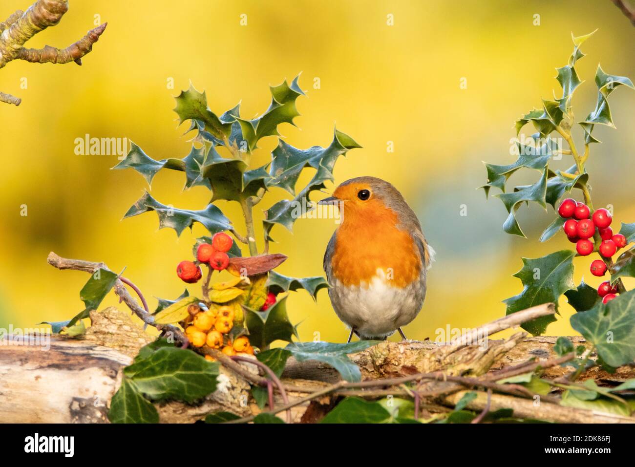 Christmas Robin, Europäischer Robon. Hocked mit Holly und Beeren Stockfoto