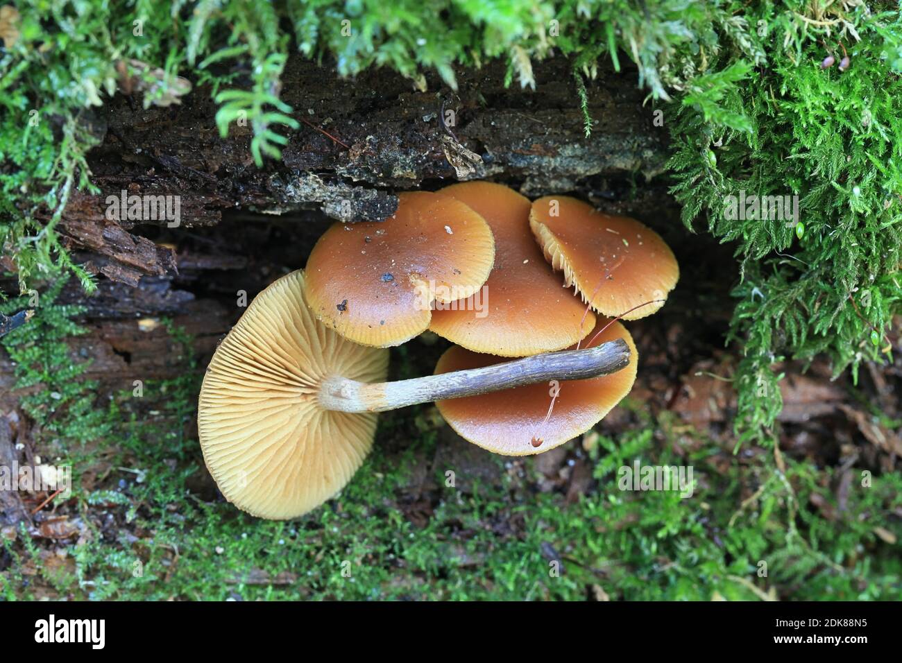 Galerina marginata, wie Beerdigung Bell bekannt, tödliche Skullcap oder tödliche Galerina, Tödlich giftige Pilze aus Finnland Stockfoto