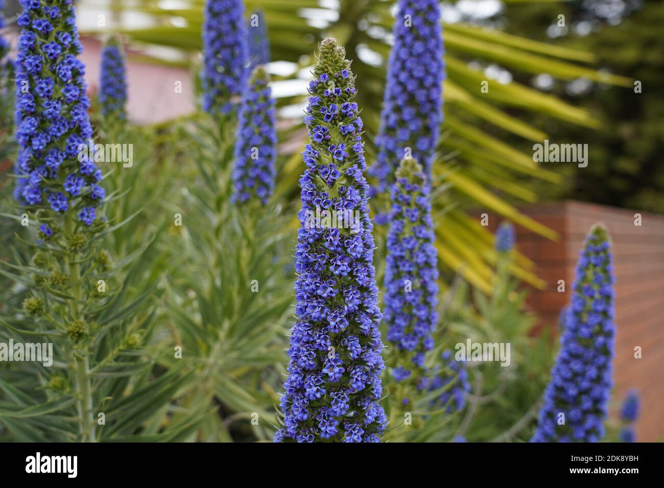 Tief blau-lila Blüten von Spike Speedwell "Royal Kerzen" in der Australischer Garten Stockfoto