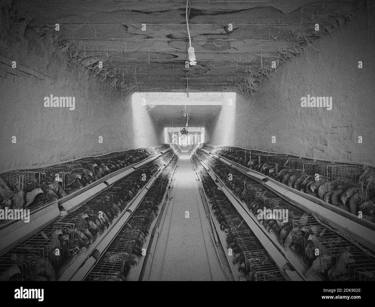 Der Vogelkafig Schwarzweiss Stockfotos Und Bilder Seite 2 Alamy