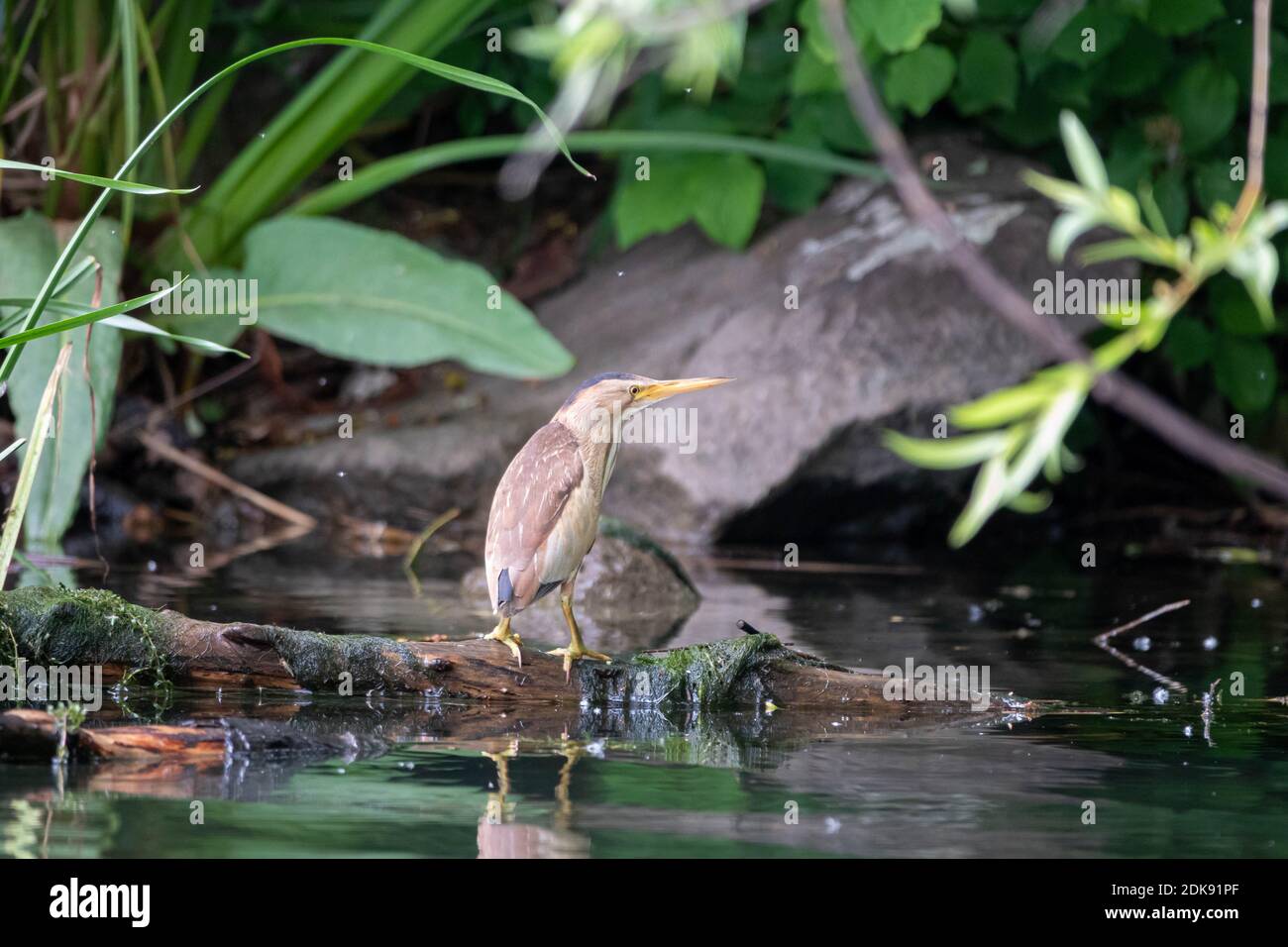 Kleine Bittern, die auf dem Ast ruhen, Ixobrychus minutus Stockfoto
