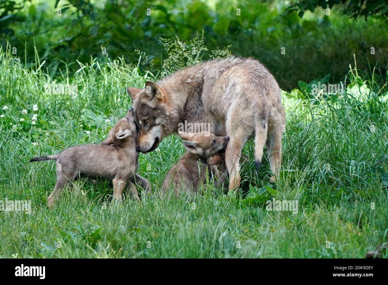 Europäischer Wolf (Canis lupus), Mutter mit Welpen, Frankreich Stockfoto