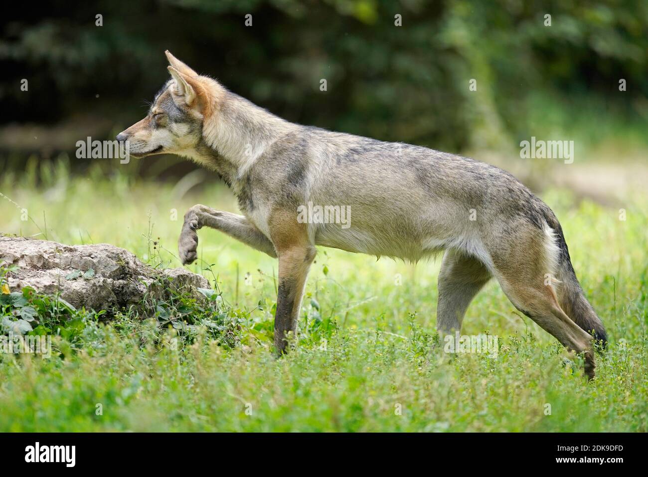 Europäischer Wolf (Canis lupus), Spaziergänge auf einer Wiese, Frankreich Stockfoto Europäischer Wolf (Canis lupus), Spaziergänge auf einer Wiese, Frankreich Stockfoto