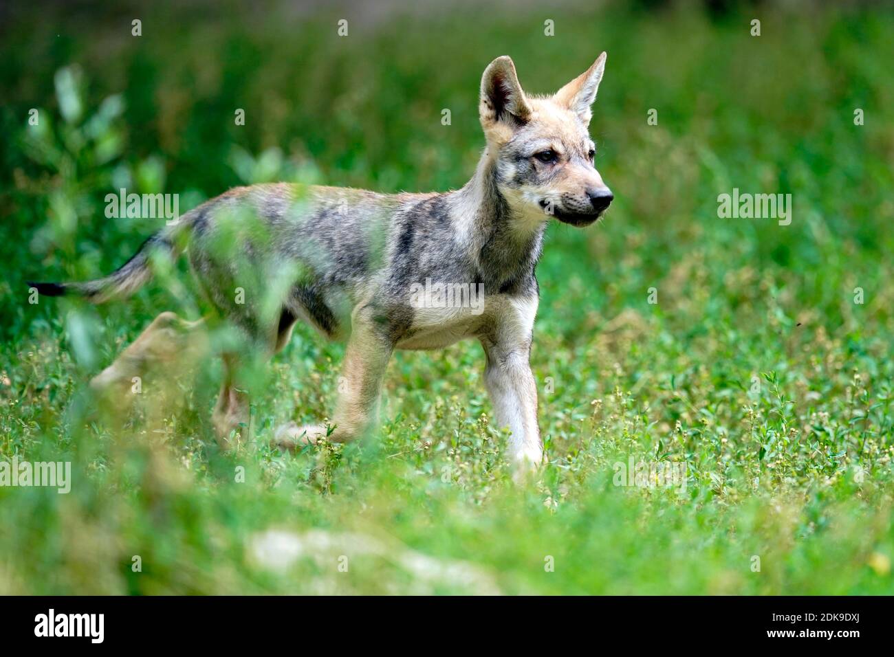 Europäischer Wolf (Canis lupus), Welpe auf einer Wiese, Frankreich Stockfoto Europäischer Wolf (Canis lupus), Welpe auf einer Wiese, Frankreich Stockfoto