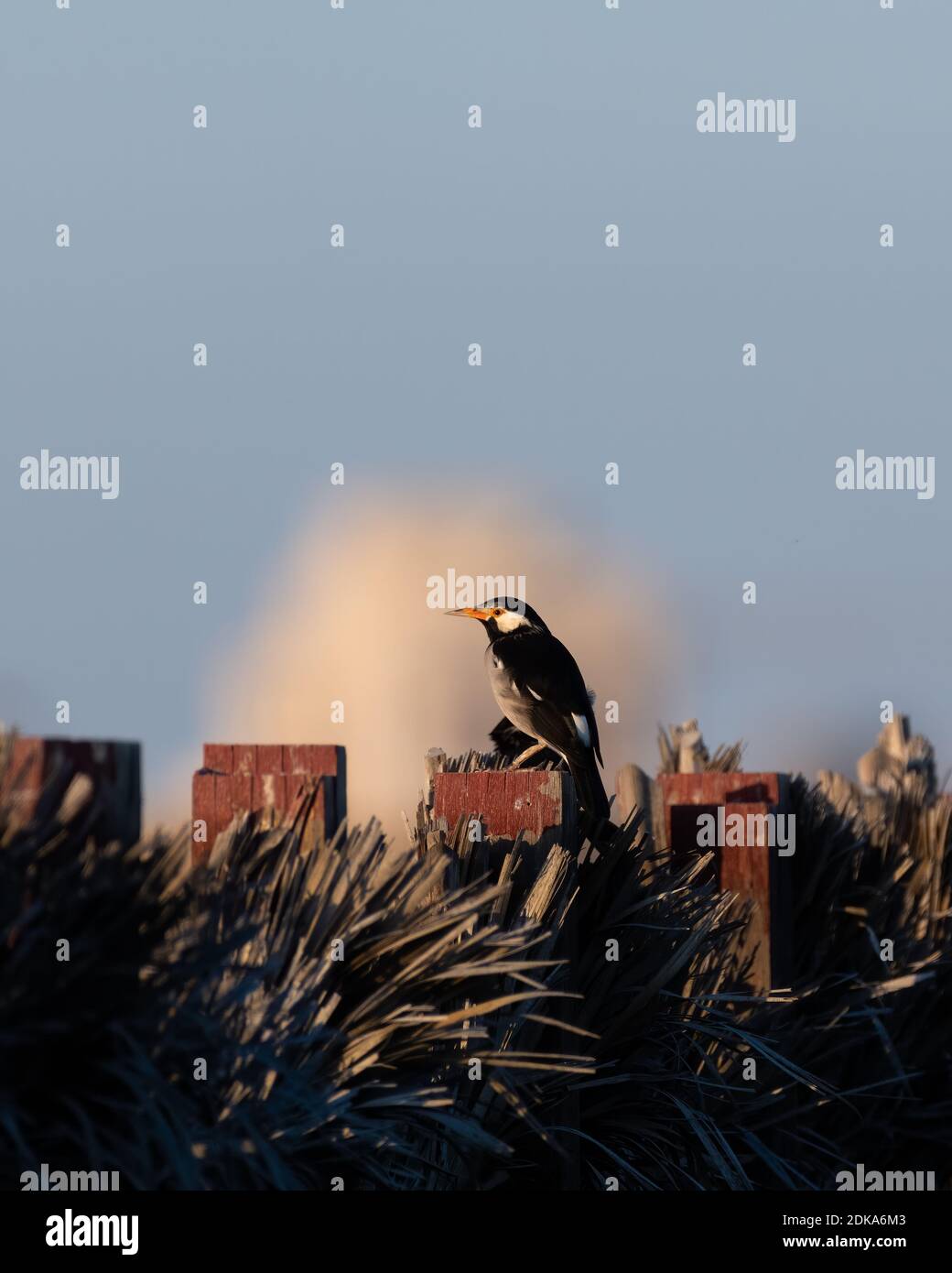 Asiatischer Rattenstarling (Gracupica contra), auf einem Zaun thront. Sie werden auch die Pied Myna genannt. Stockfoto