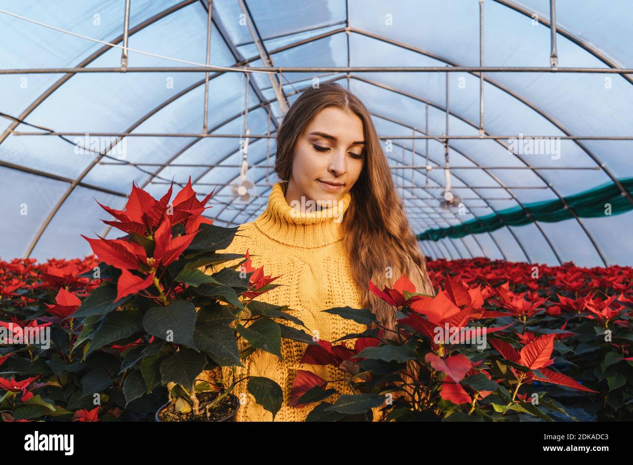 Frau im Gewächshaus in gelbem Pullover in der Nähe von roten Weihnachtsstern in Töpfen. Stockfoto