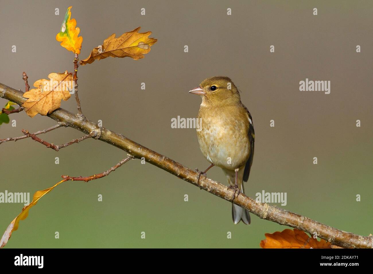 Vrouwtje Vink op een Tak; Weiblicher gemeinsame Buchfink auf einem Ast sitzend Stockfoto