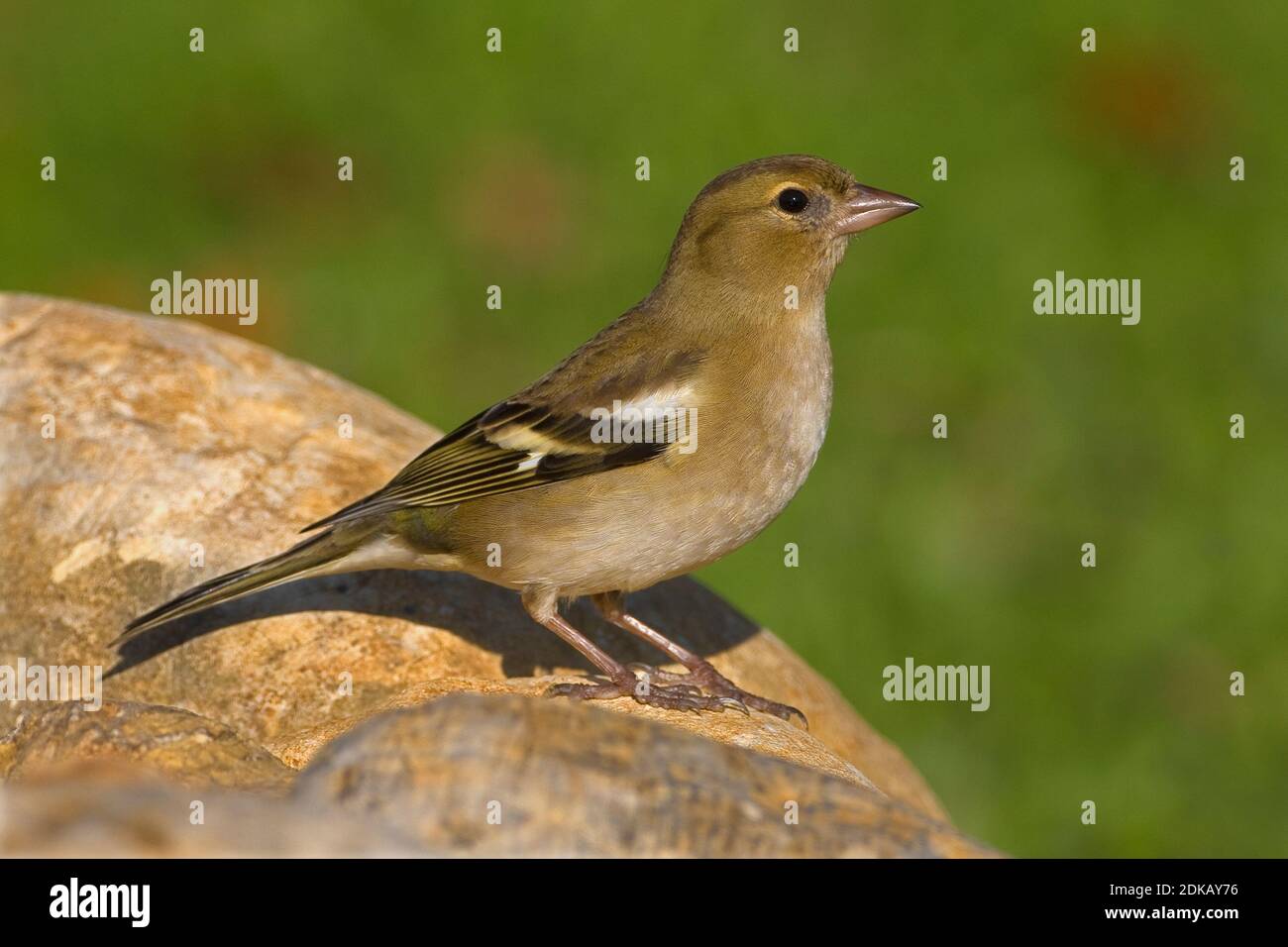 Vrouwtje Vink; Weiblicher gemeinsame Buchfink Stockfoto