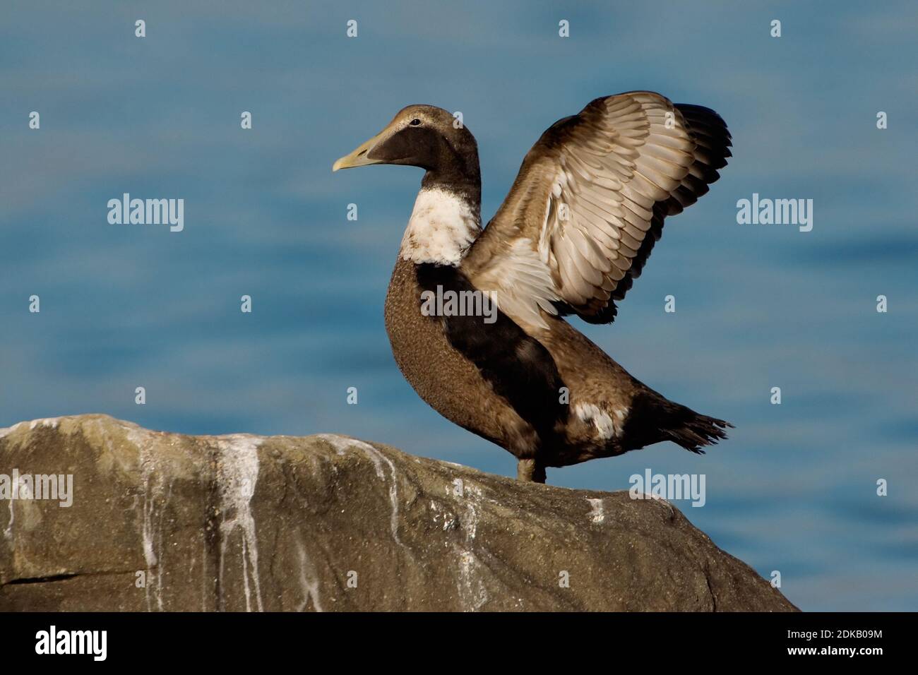 Eider in zit; Gemeinsame Eider gehockt Stockfoto
