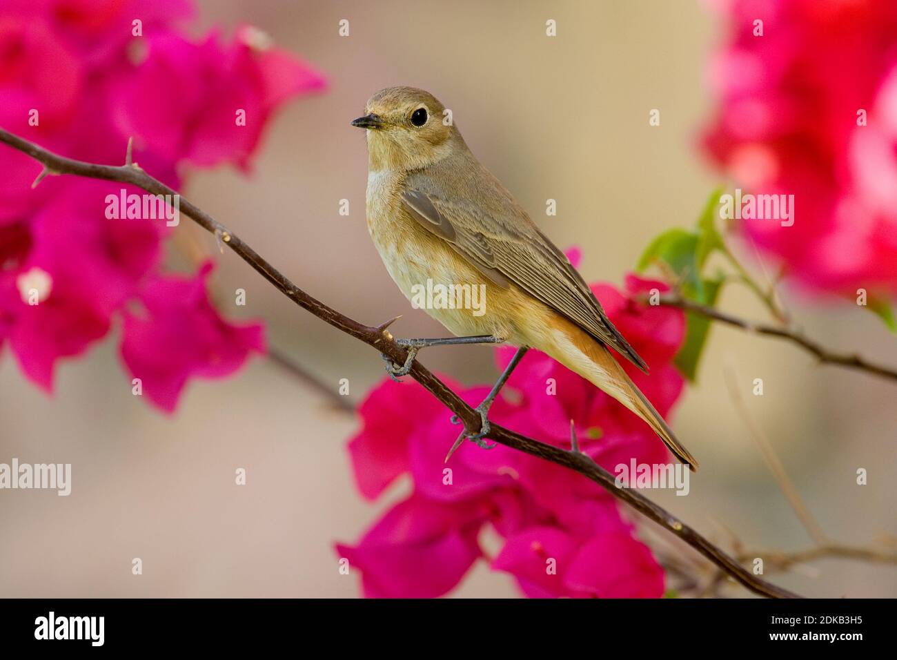 Vrouwtje Gekraagde Roodstaart op Trek; Weiblicher Common Redstart zur Migration Stockfoto