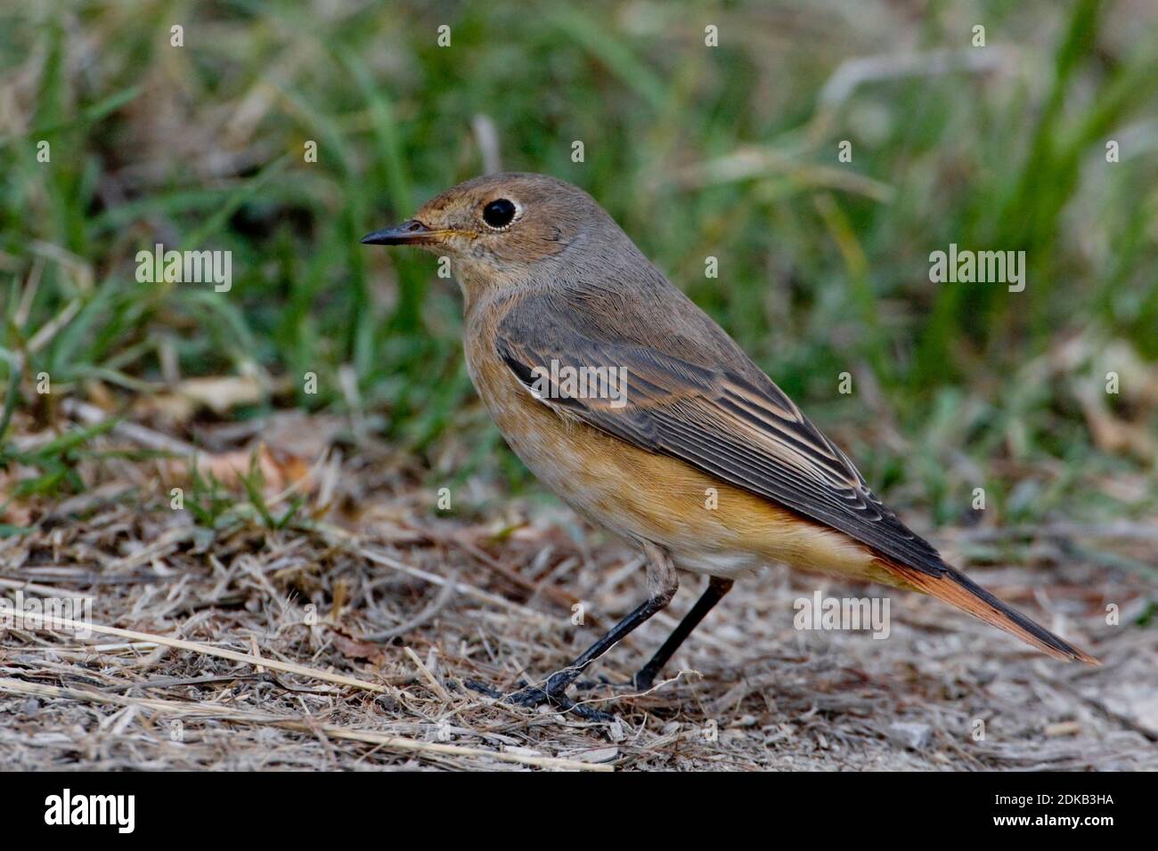 Gekraagde Roodstaart vrouwtje zittend, Common Redstart weiblichen gehockt Stockfoto