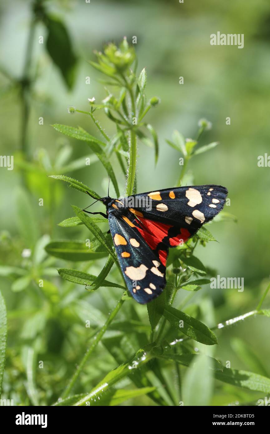 Märchenbär (Callimorpha dominula) an der Großbirne im Harz, Niedersachsen Stockfoto