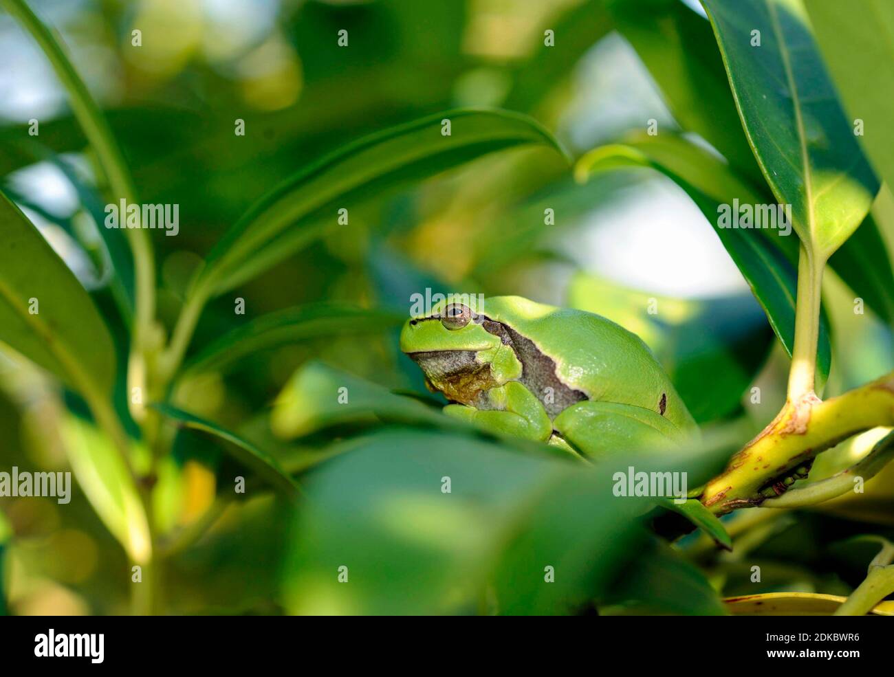 Baumfrosch, Hyla arborea sitzt an seinem sonnigen Platz auf dem Ast eines Kirsche Lorbeer Busch im Garten Stockfoto